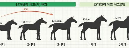 알디에이(RDA)승용마 방목, 제주 중산간 초지 누벼