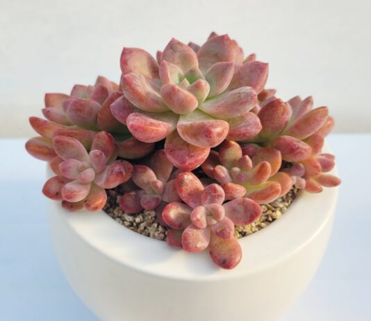 경기도농업기술원, 다육식물 신품종 ‘트윙클루이’, ‘레드루이’ 개발. 농가 보급 시작