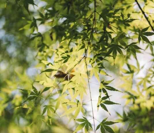 정신건강, 현대인의 필수 관리 영역으로 떠오르다 Green leaves hang from a tree branch.