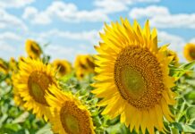 여름철 피부 건강을 위한 5가지 팁 yellow sunflowers during daytime