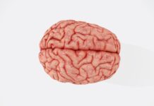 평생 건강한 두뇌를 위한 5가지 뇌건강 습관 a close up of a human brain on a white background