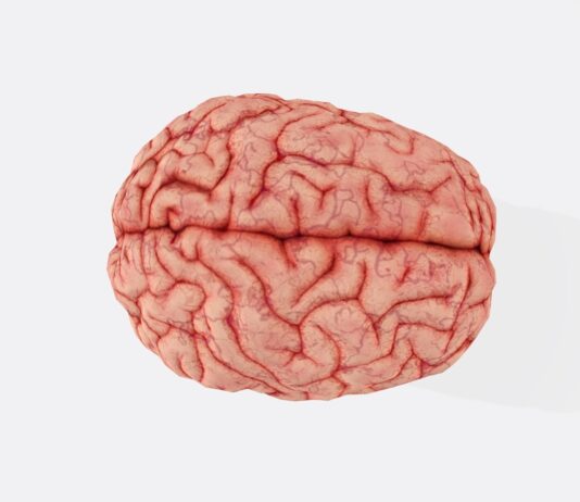 평생 건강한 두뇌를 위한 5가지 뇌건강 습관 a close up of a human brain on a white background