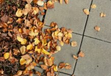변화하는 직장인 건강 트렌드… 사무실 속 작은 실천이 건강 지킨다 A person standing on a sidewalk surrounded by leaves