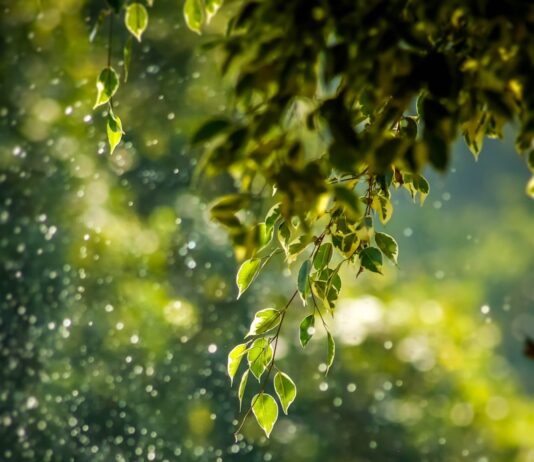 일상에 스며드는 웰니스 문화…건강한 삶 위한 실천법 뜬다 selective focus photo of green vine