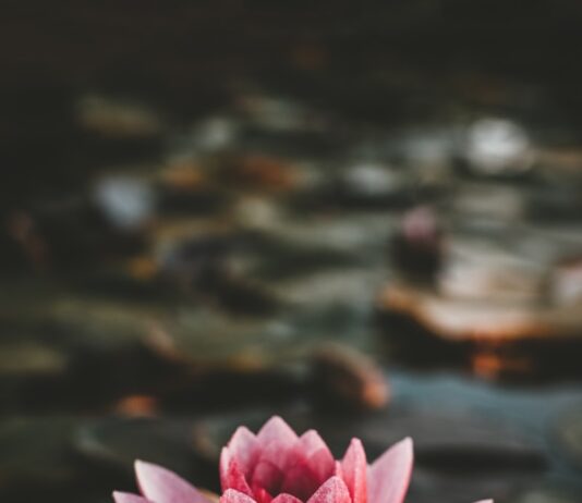 마음 건강도 일상 루틴에서! 정신건강 챙기는 ‘마음 돌봄’ 실천법 pink and white lotus flower