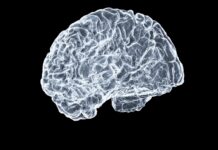 뇌건강, 잘 먹고 잘 자는 것이 핵심…‘브레인 케어’ 라이프스타일이 트렌드로 a close up of a human brain on a black background