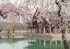 마음 챙김, 건강관리의 시작…일상 속 ‘마음돌봄’ 실천법 주목 Cherry blossoms frame a historic korean palace